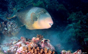 Maldives 2021 - Baliste a marges jaunes - Giant triggerfish - Pseudobalistes flavimarginatus - DSC00727_rc